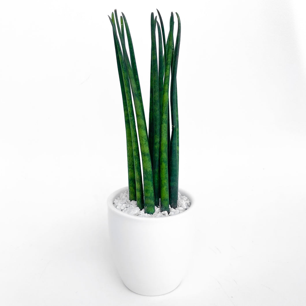 Sansevieria Bacularis