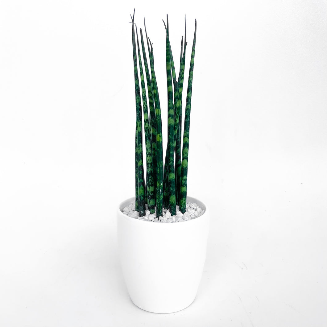 Sansevieria Fernwood