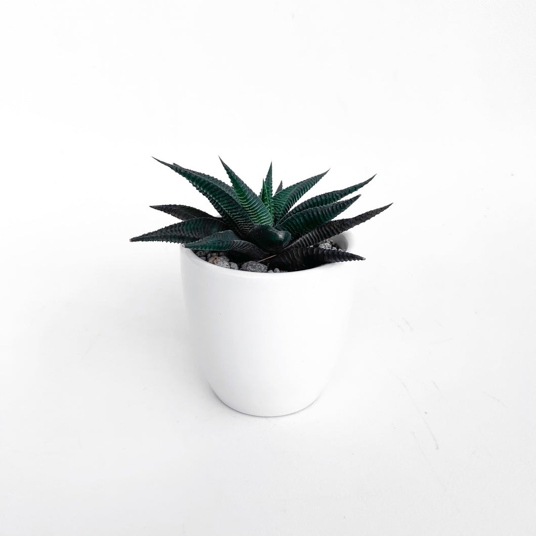 Haworthia