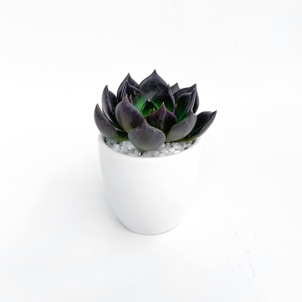 How to Care for Echeveria Black Prince